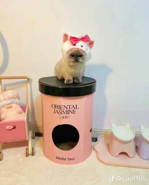 Cat on a Jasmine Tea Canister