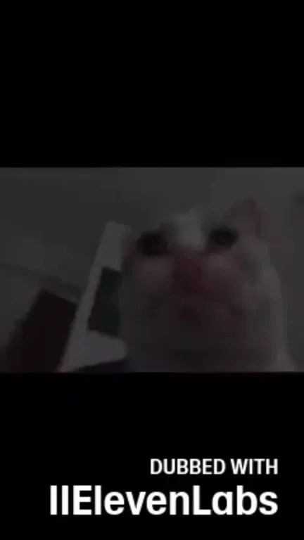Cats Singing an Emotional Song