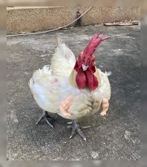 Курица с человеческими конечностями