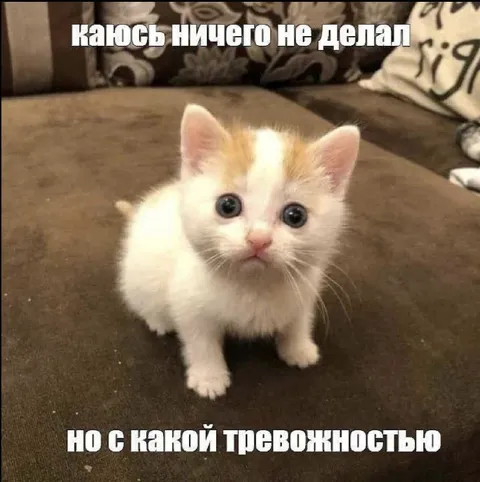 Котёнок с тревожностью