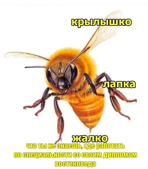 Диплом востоковеда и пчела