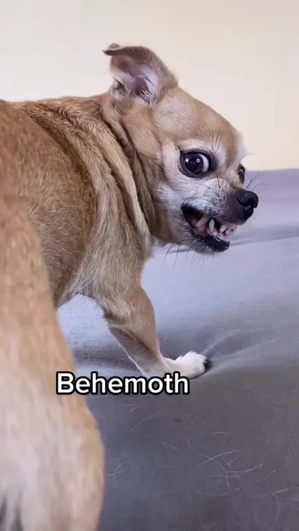 Demonic Chihuahua Transformation