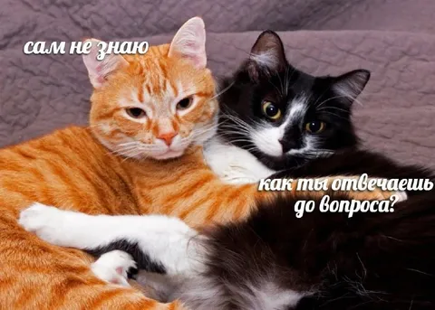 Сам не знаю, как отвечаешь
