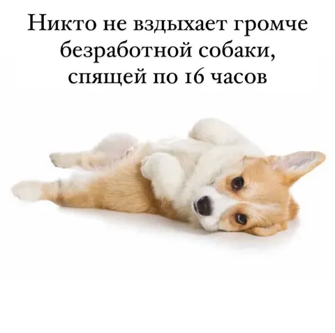 Безработная собака спит до 16 часов