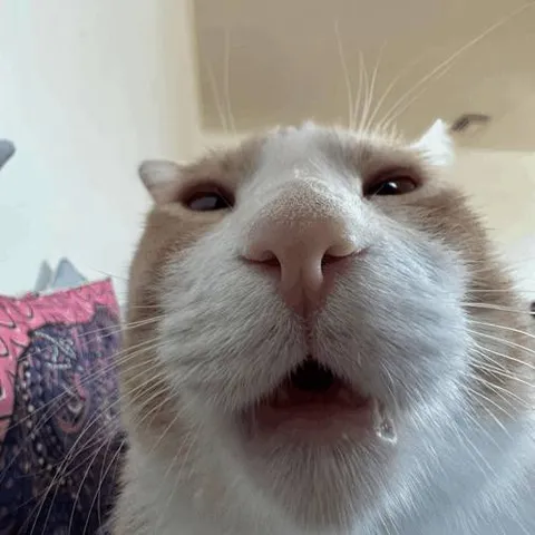 Триллионный взгляд кота