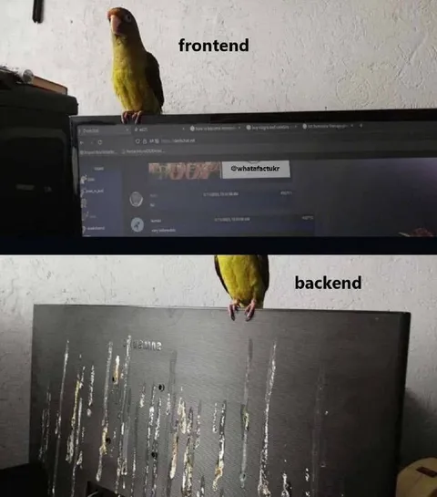 Frontend vs Backend Parrot