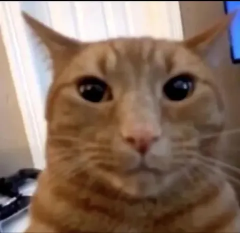 Серьёзный рыжий кот