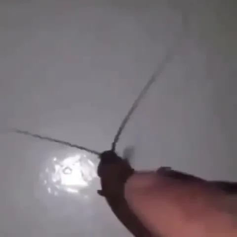Пальмовый таракан на пальце