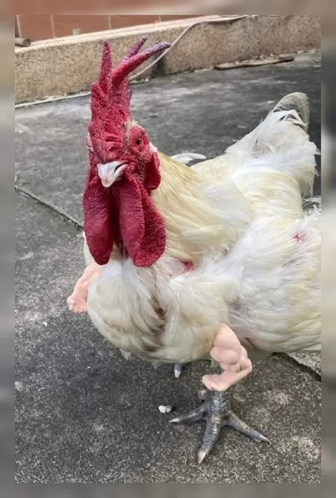 Курица с человеческими ногами