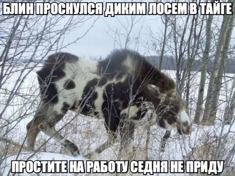Проснулся диким лосем