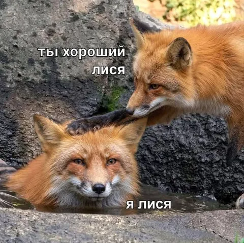 Ты хороший лиса