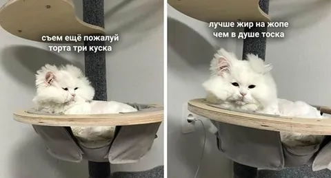 Кот ест торт от тоски