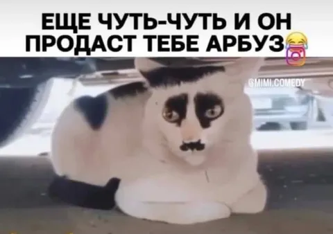 Кот-продавец арбуза