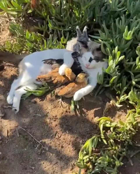 Кошка воспитала цыплят