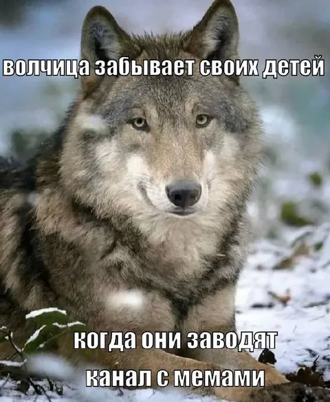 Волчица забывает своих детей