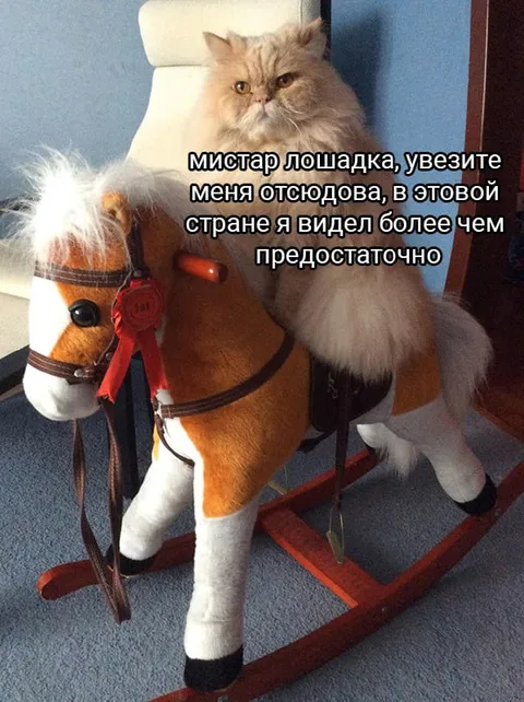 Кот просит увезти его