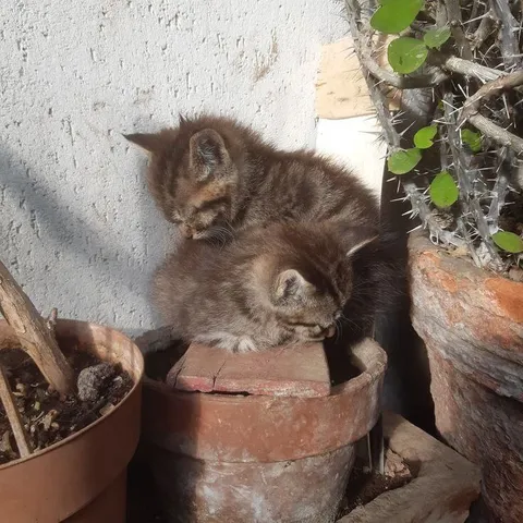 Котята в цветочном горшке