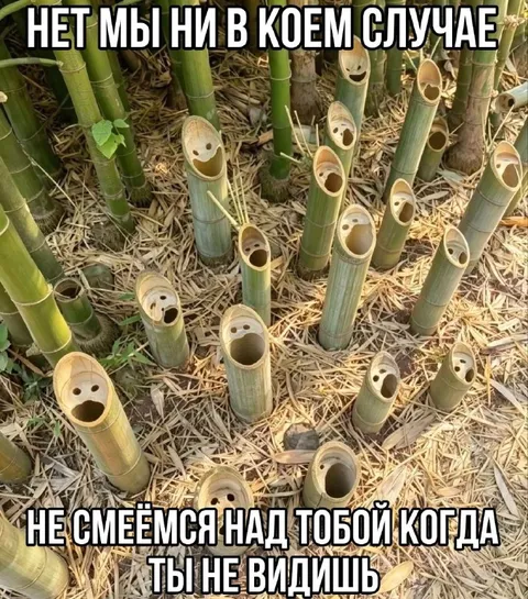 Бамбук смеётся над тобой