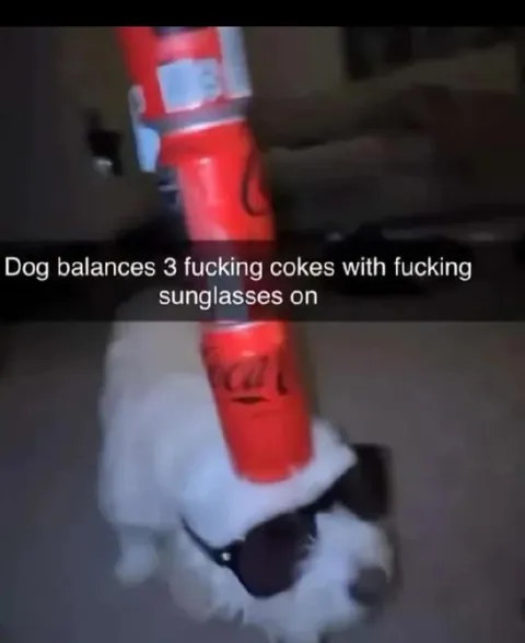 Dog Balances Three Cokes