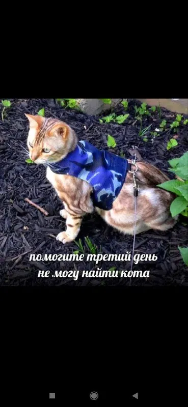Не могу найти кота третий день