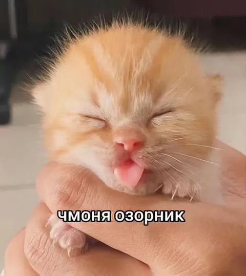 Чмоня-озорник с высунутым языком