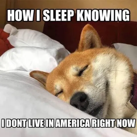 Shiba Inu Sleeps Peacefully