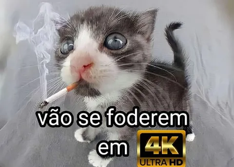 Gato fumando em 4K