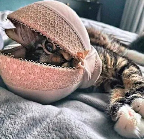 Кот в розовом тапочке