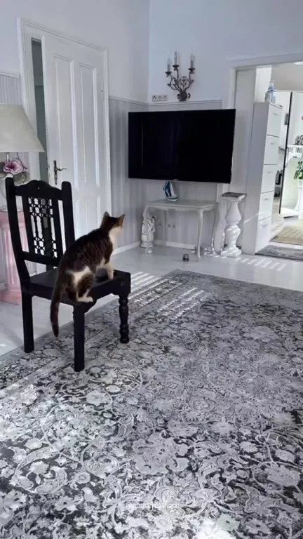 Cat Watches a Cat TV Show