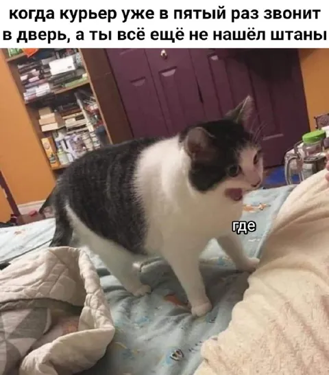 Кот не нашёл штаны