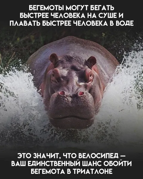 Бегемот быстрее человека