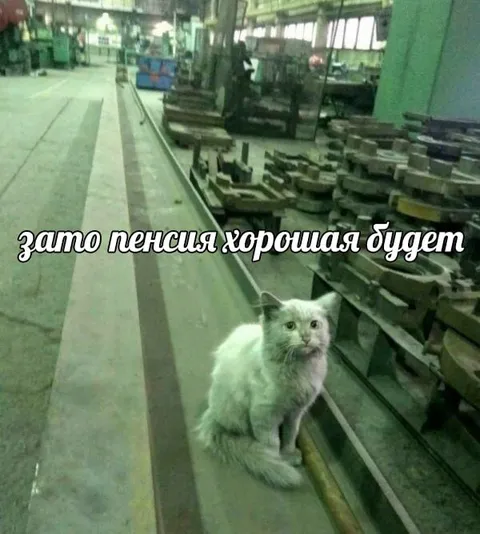 Кот на производстве до пенсии