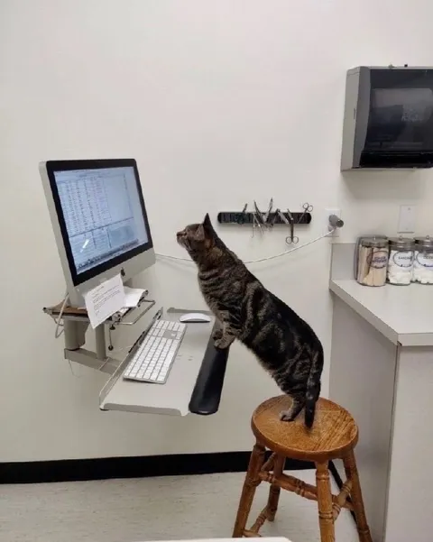 Кот на работе у компьютера