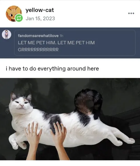 Let Me Pet Him Cat