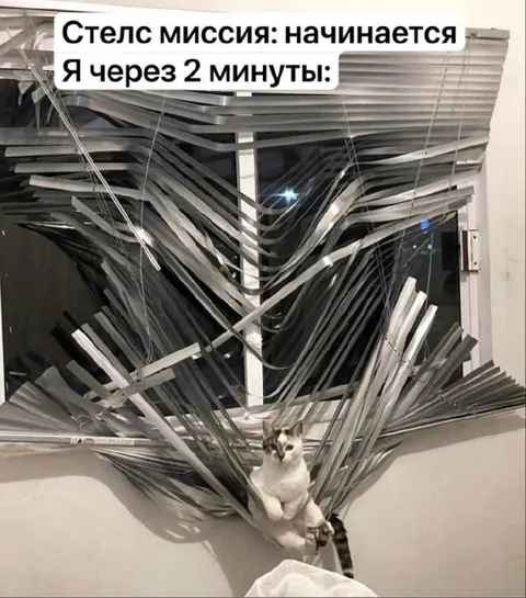 Стелс-миссия с котом