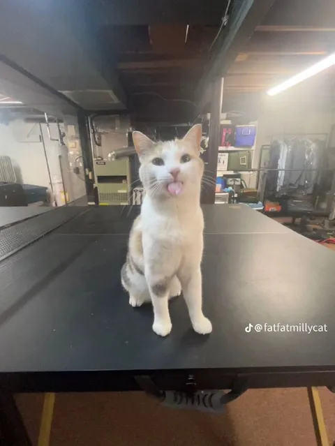 Кот показывает язык