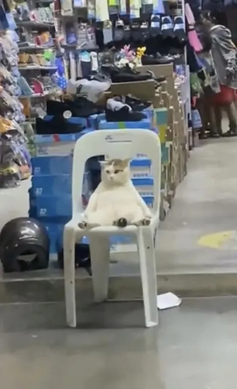 Кот на стуле в магазине
