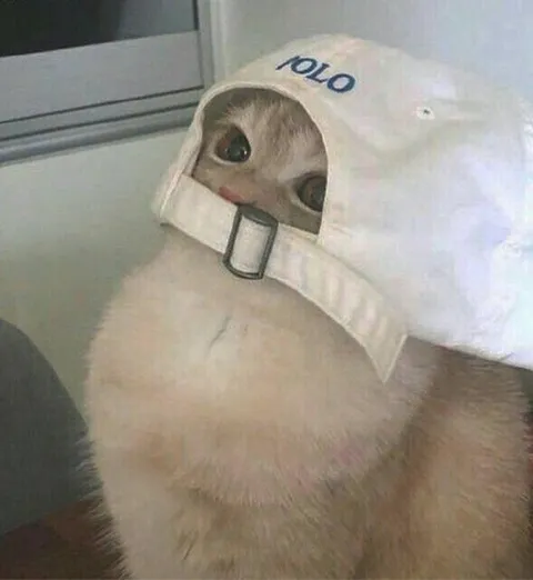 YOLO Cat in a Cap