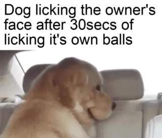 Dog Licking Owner After Grooming