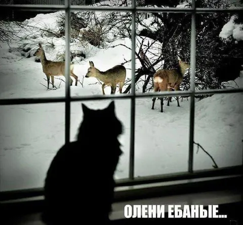 Кот смотрит на оленей
