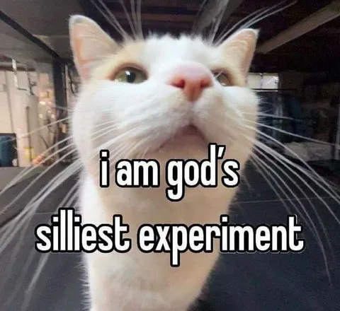 God's Silliest Experiment Cat