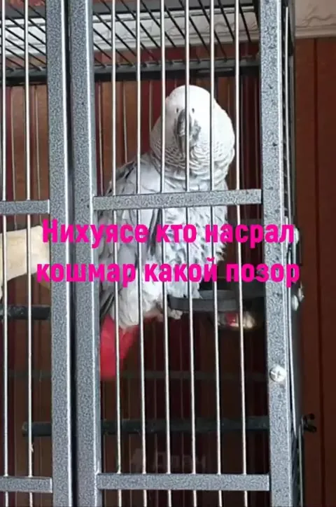 Попугай стыдится позора