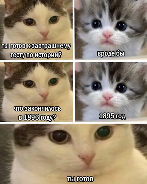 Кот не готов к тесту по истории