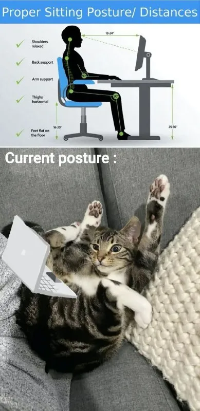 Proper Sitting Posture vs Cat