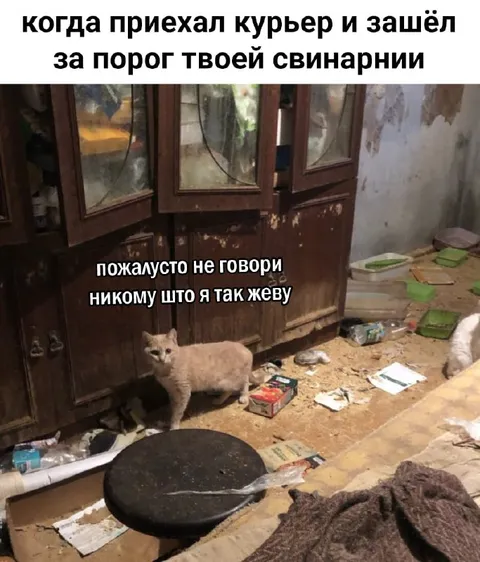 Курьер увидел свинарник