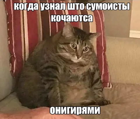 Кот узнал про сумоистов