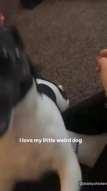 I Love My Little Weird Dog