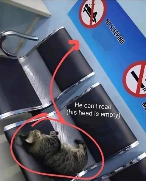 Cat Sleeping Under No Sleeping Sign