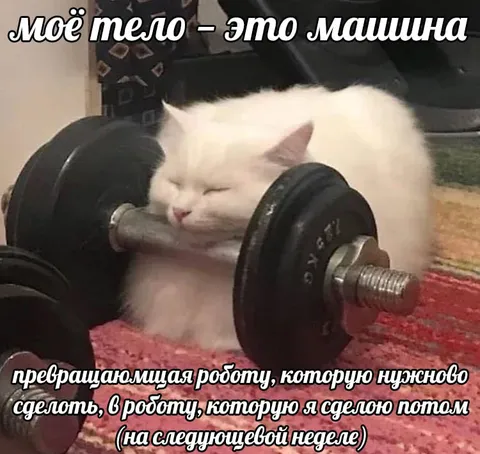 Кот откладывает работу на потом