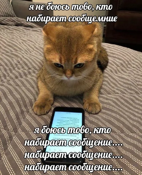 Кот боится набирающего сообщение